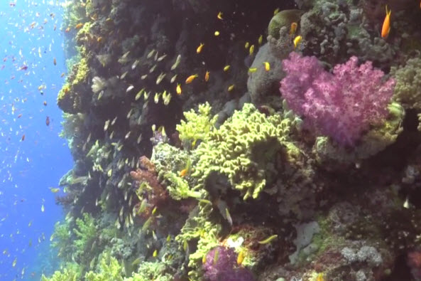 Natural History of Red Sea Coral 3.jpg